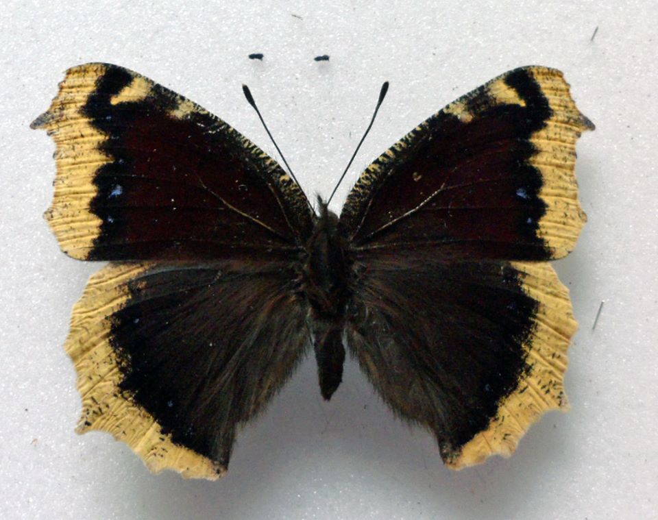 Nymphalis antiopa (ab) Internet Image property of respective owner, non-commercial use only
